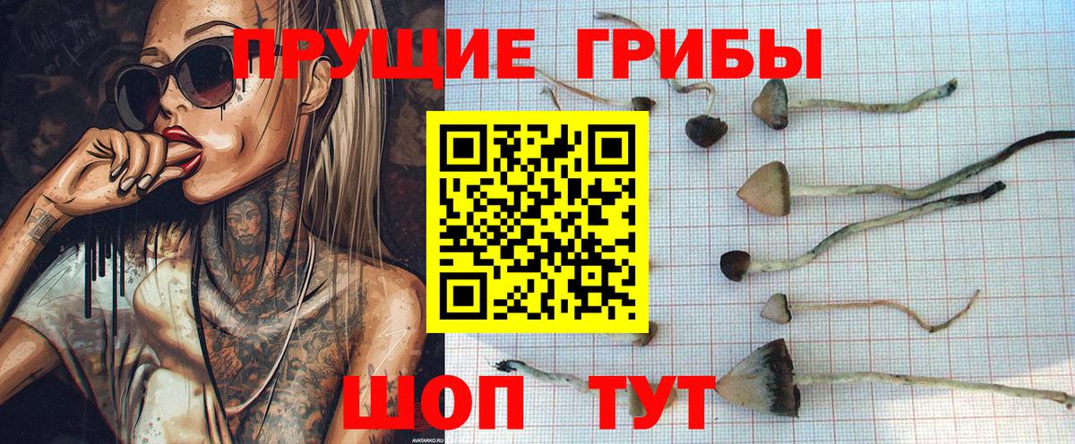 Псилоцибиновые грибы Psilocybine cubensis Саратов